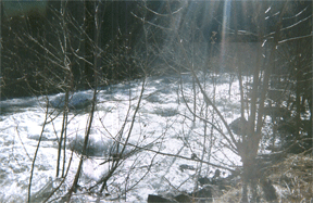 Image for Cheoah  River Tree Removal and AW Dinner