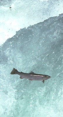 Image for BLM Asks for Help from AW