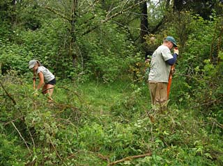 Image for Paddlers Needed to Help Map Invasives (WA)