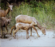 Image for Hells Canyon Bighorn Sheep Need a Hand