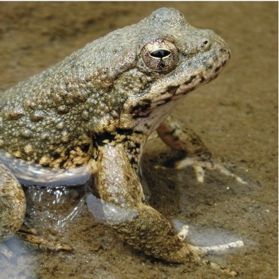 Image for High and Dry on the North Fork Feather (CA)