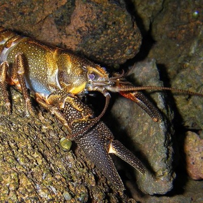 Image for AW Intends to File a Citizen Lawsuit under the Endangered Species Act