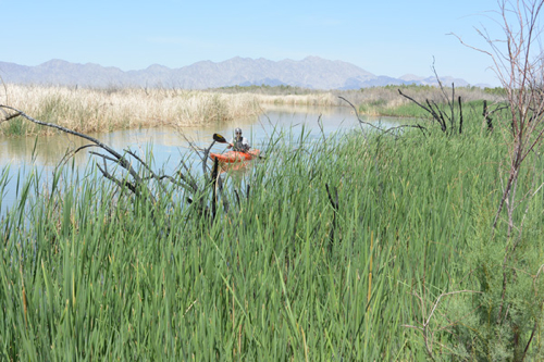 Image for Pulse Flow Reconnects Colorado River to the Sea