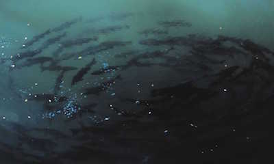 Image for PG&E Withdraws License Application on Butte Creek