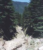 Image for Addressing Road Problems in Olympic National Forest (WA)