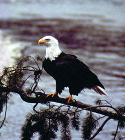 Image for FORE! Jackson's Fight on the Snake Heats Up (WY)