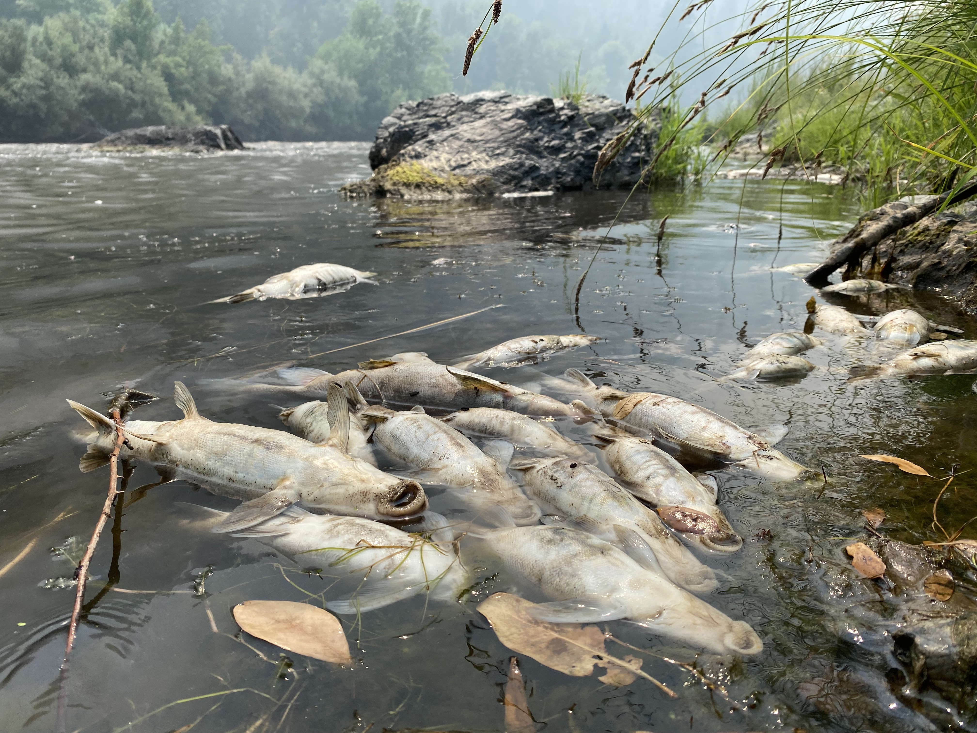 Image for Klamath River Devastated by Wildfire-Related Fish Kill
