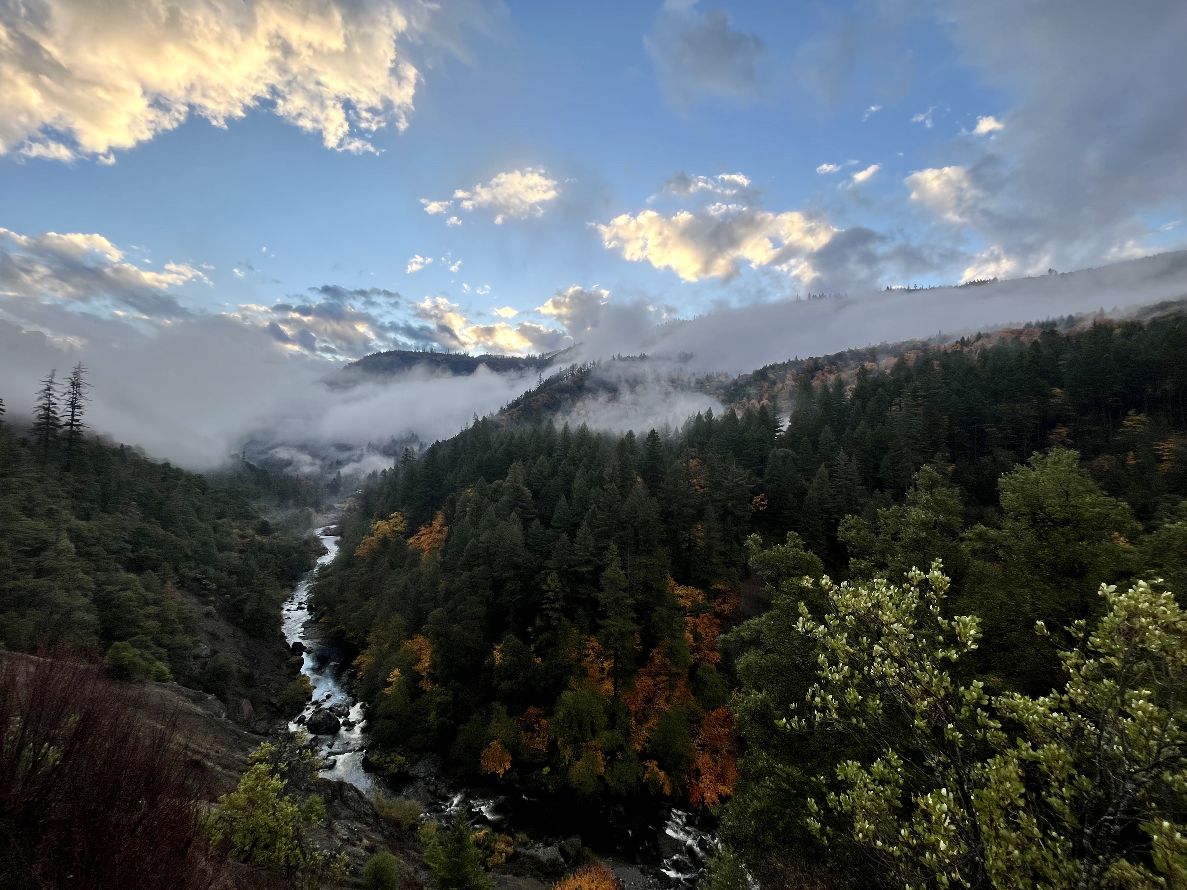 Image for Forest Service Proposes Expansive Post-Fire Tree Removal Project in California