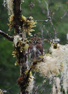 A pygmy owl stands watch over Canyon Creek at Twin Bridges. Photo by Thomas O'Keefe.