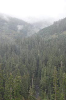 The upper section of Canyon Creek as it flows through the Gifford Pinchot National Forest. Photo by Thomas O'Keefe.