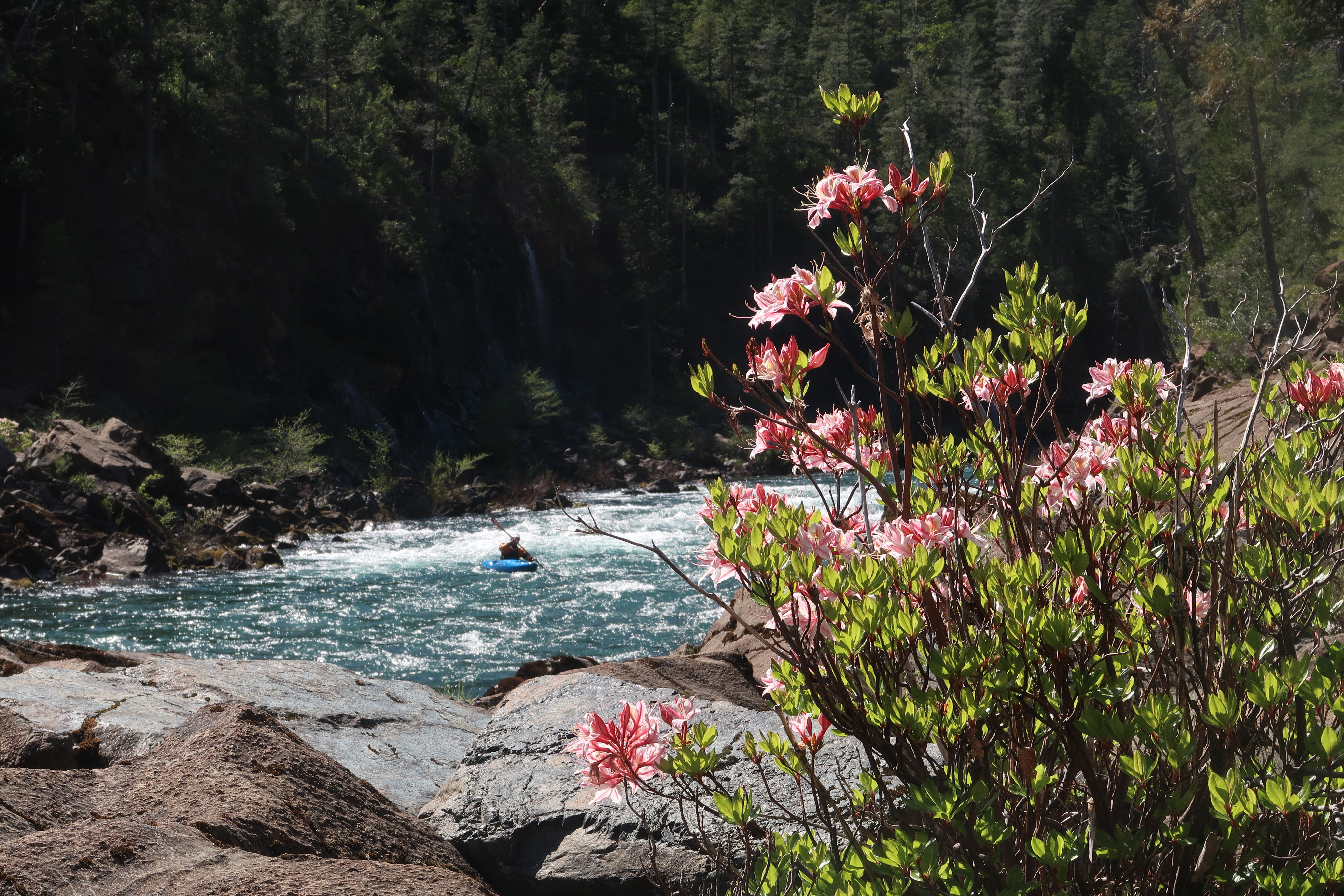 Kayaker in the spring on the North Fork Smith River with the Western Azalea in bloom.