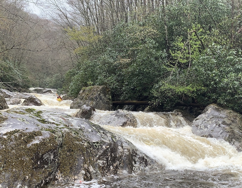 Image for New NC Forest Plan, Cause for Both Celebration and Disappointment