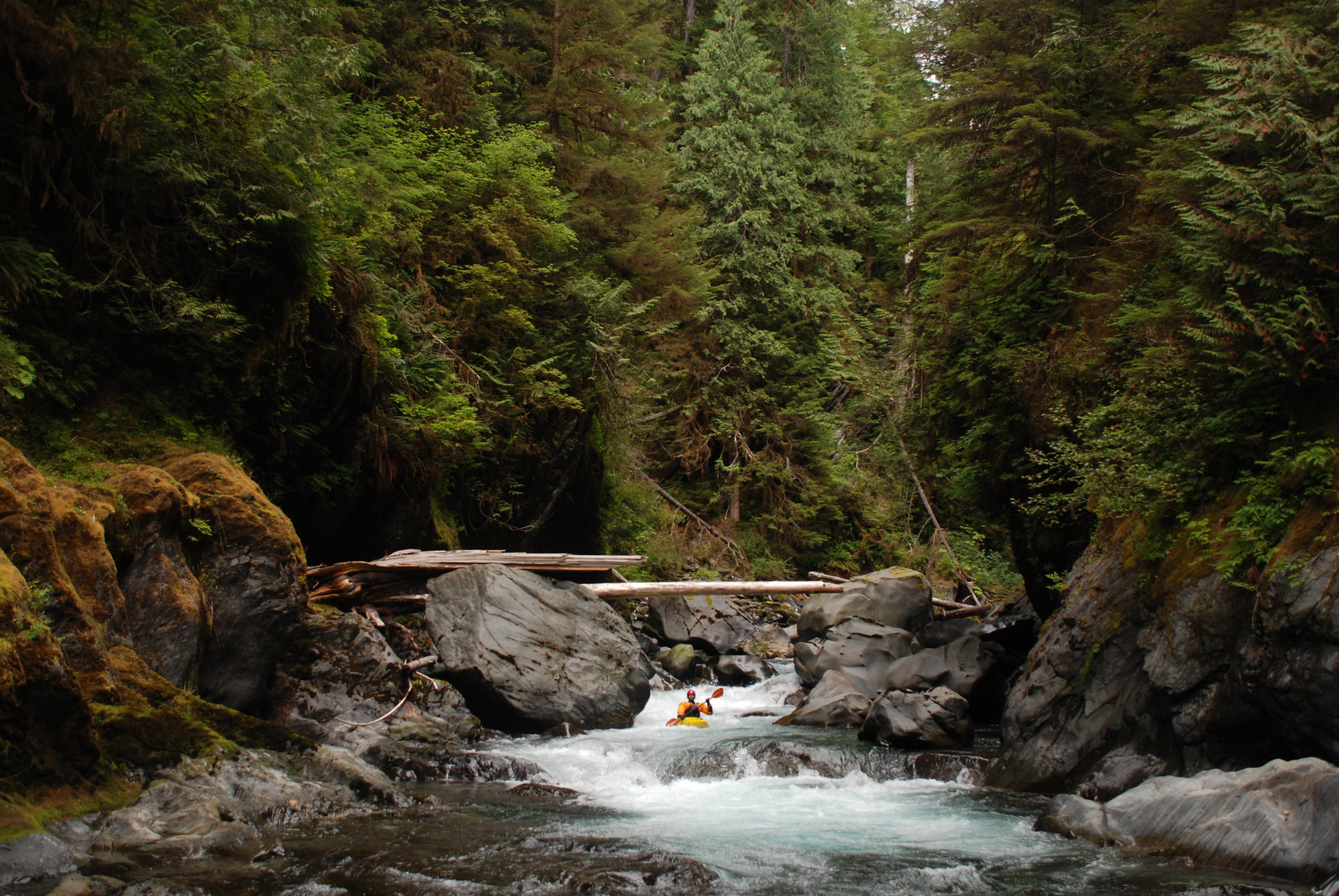 Kayaker deep in the Quinault Gorge.